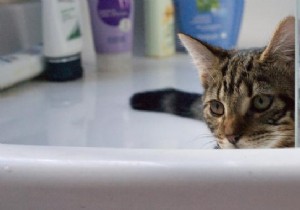 2 Natural Tips for Washing your Cat without Animal Soap. 