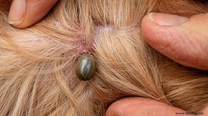 Trick to remove a tick from a dog without pliers. 