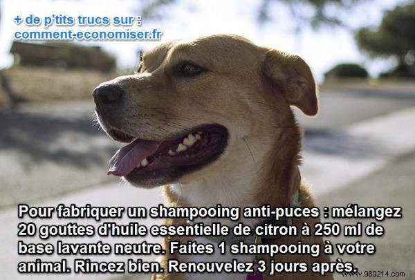 A Natural Flea Remedy for Dogs. 