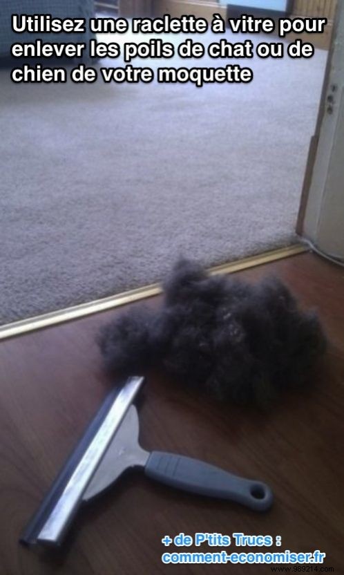 The trick to remove pet hair from your carpet, rug and sofa. 