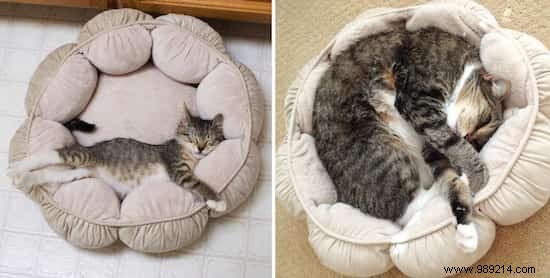 39 Before/After Photos That Show How Love Changed These Cats  Lives. 