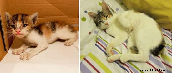 39 Before/After Photos That Show How Love Changed These Cats  Lives. 