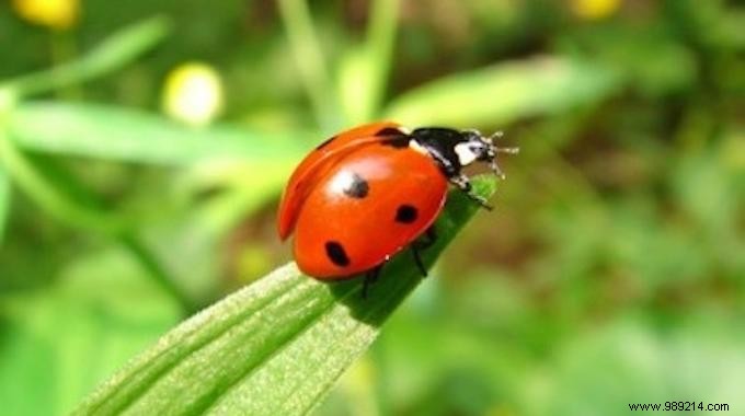 9 Animals That Protect Your Vegetable Garden From Pests. 