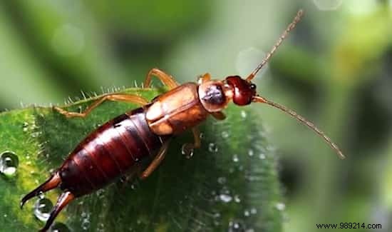 9 Animals That Protect Your Vegetable Garden From Pests. 