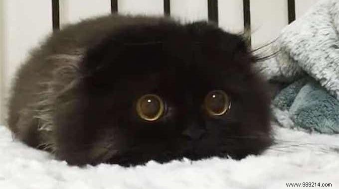 Meet Gimo, the Cat With the BIGGEST EYES You ve Ever Seen! 