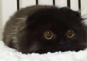 Meet Gimo, the Cat With the BIGGEST EYES You ve Ever Seen! 