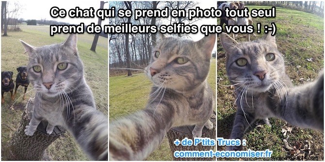 This Self-Taking Cat Takes Better Selfies Than You! 
