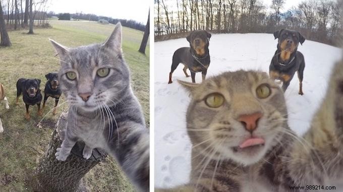 This Self-Taking Cat Takes Better Selfies Than You! 