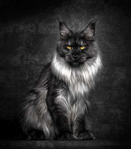 12 Majestic Portraits of a Mythical and Rare Cat:the Maine Coon. 