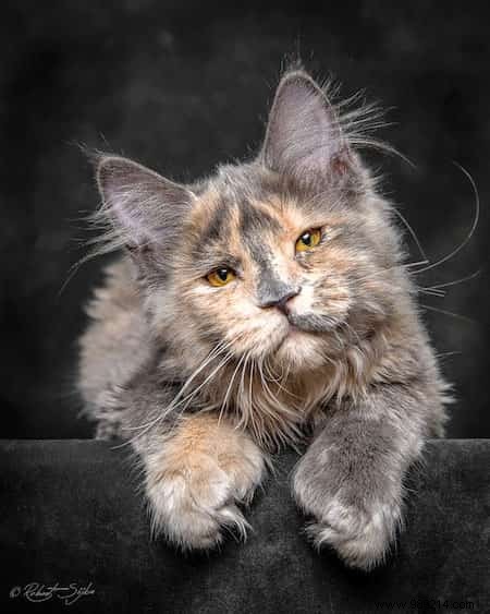 12 Majestic Portraits of a Mythical and Rare Cat:the Maine Coon. 