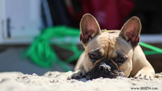7 Essential Tips You Should Know To Protect Your Dog From The Heat. 