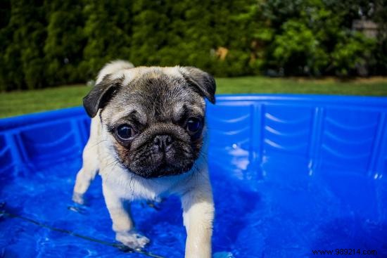 7 Essential Tips You Should Know To Protect Your Dog From The Heat. 