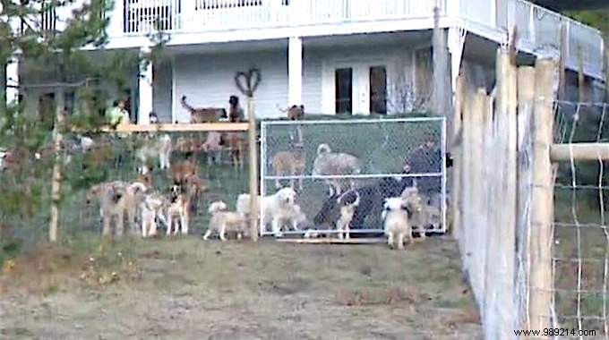This Man Adopts 45 Dogs and Gives Them One Hectare of Land to Run Free! 