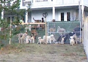 This Man Adopts 45 Dogs and Gives Them One Hectare of Land to Run Free! 