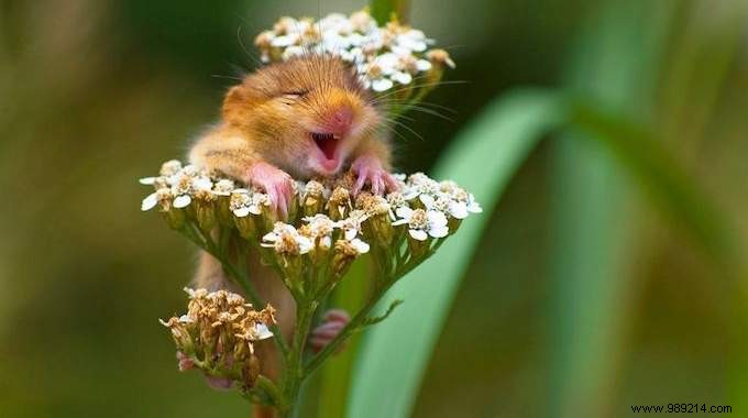 24 Hilarious Photos Of Animals That Will Make You Smile For The Day. 