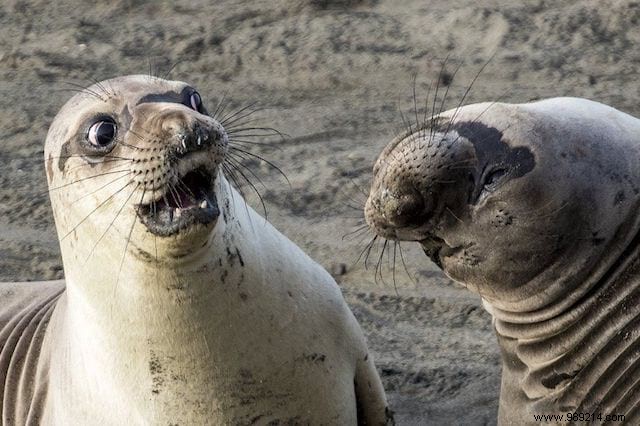24 Hilarious Photos Of Animals That Will Make You Smile For The Day. 