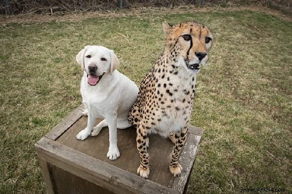 This Zoo Employs Dogs To Help Shy Cheetahs Thrive. 