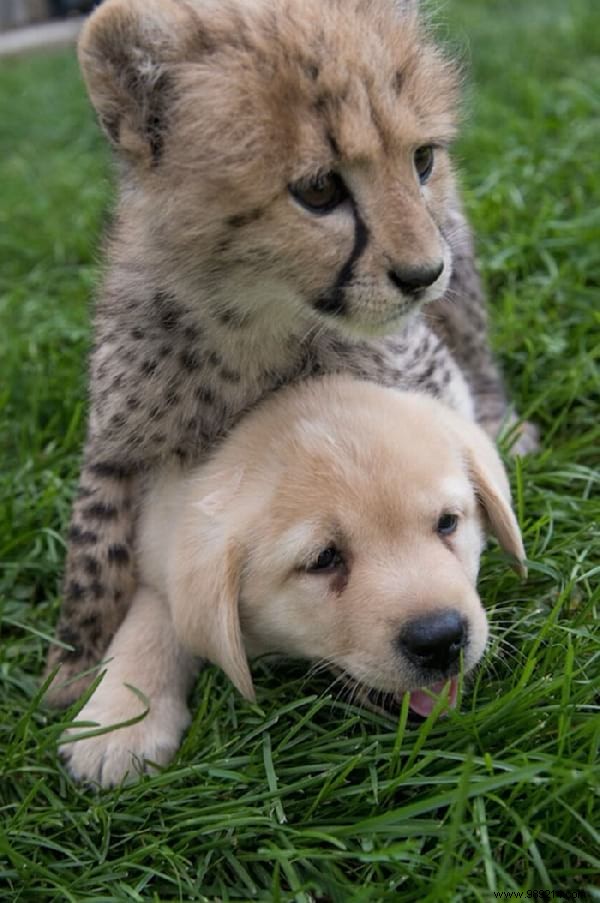 This Zoo Employs Dogs To Help Shy Cheetahs Thrive. 