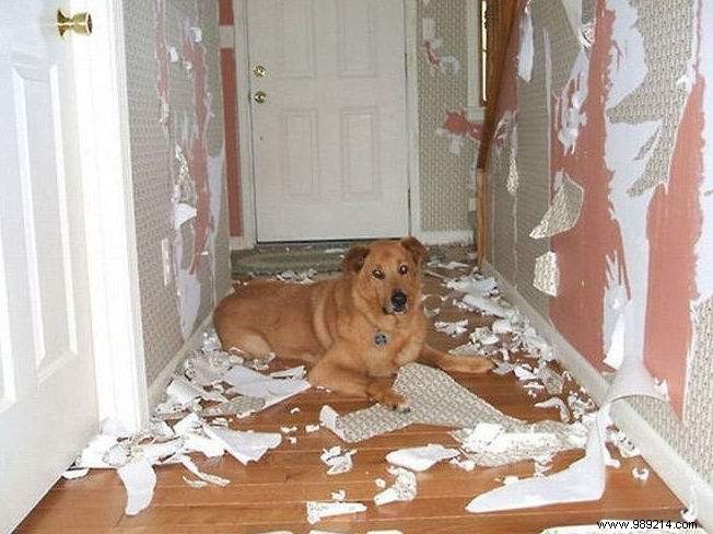 Dogs Can Be Real Scoundrels! The Proof in 20 Photos. 