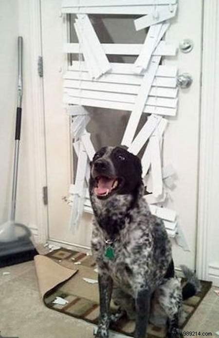 Dogs Can Be Real Scoundrels! The Proof in 20 Photos. 
