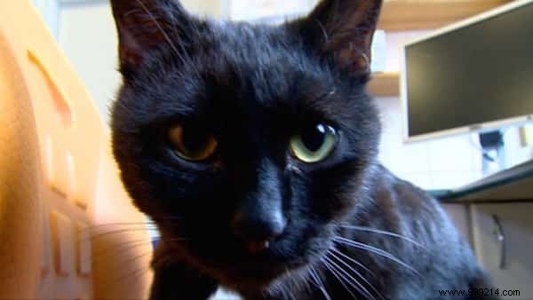 Meet Lucifer, the Nursing Cat Who Loves Comforting Other Sick Animals. 