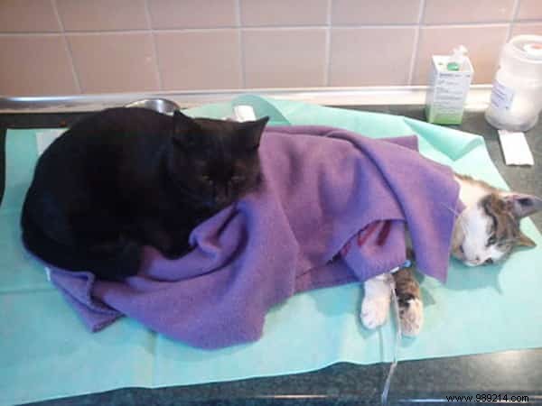 Meet Lucifer, the Nursing Cat Who Loves Comforting Other Sick Animals. 