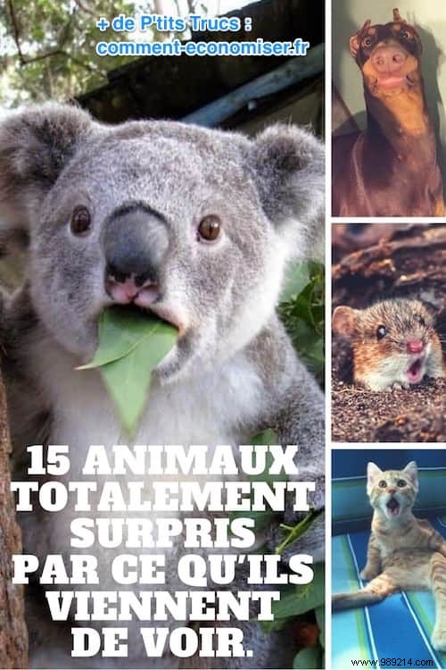15 Photos of Animals Totally SURPRISED By What They Just Saw. 
