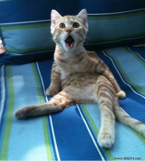 15 Photos of Animals Totally SURPRISED By What They Just Saw. 