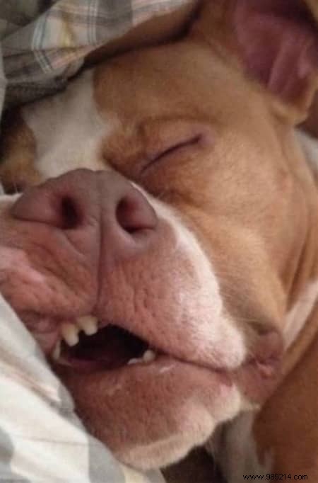 22 Dogs Who Really Had a Tough Day. 