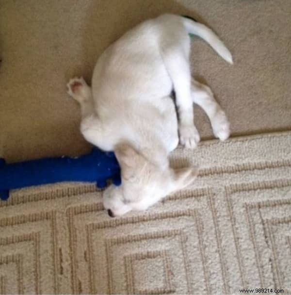 22 Dogs Who Really Had a Tough Day. 
