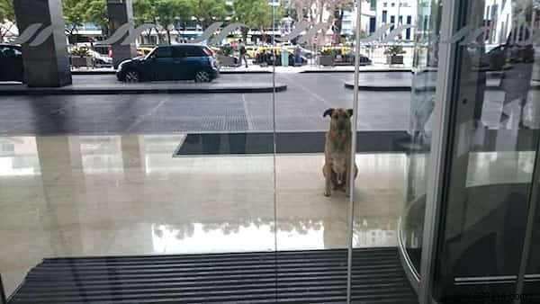 Shocking:A Stray Dog Waits 6 Months for an Air Hostess in Front of Her Hotel. 