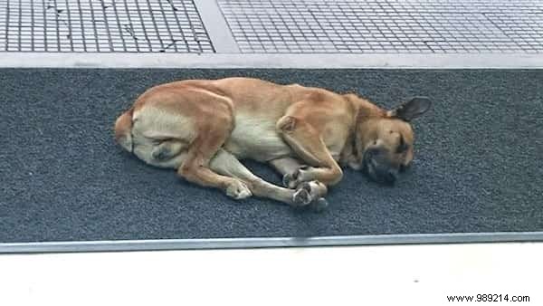 Shocking:A Stray Dog Waits 6 Months for an Air Hostess in Front of Her Hotel. 