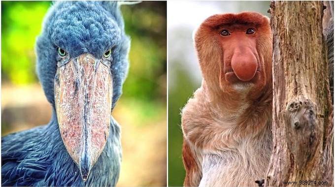 13 Bizarre Animals That REALLY Exist! 
