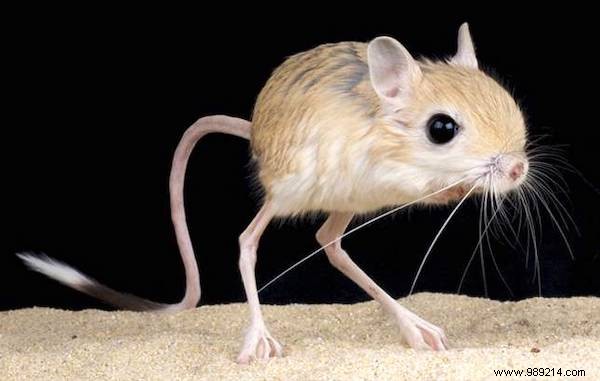 13 Bizarre Animals That REALLY Exist! 