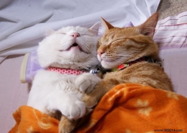 30 Pets Caught Cuddled. This is so cute ! 