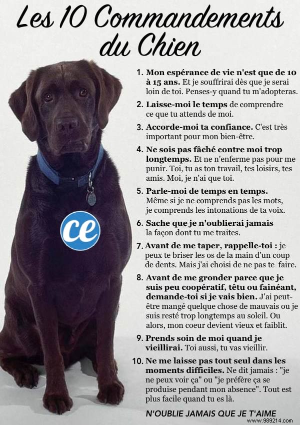 The 10 Dog Commandments Everyone Should Know. 