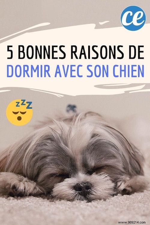 5 Good Reasons To Sleep With Your Dog. 