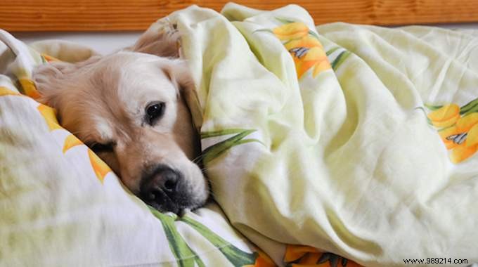 5 Good Reasons To Sleep With Your Dog. 