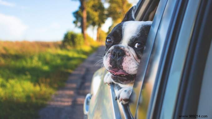 6 Essential Tips For Traveling Well With Your Dog By Car. 