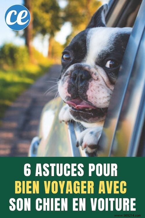 6 Essential Tips For Traveling Well With Your Dog By Car. 
