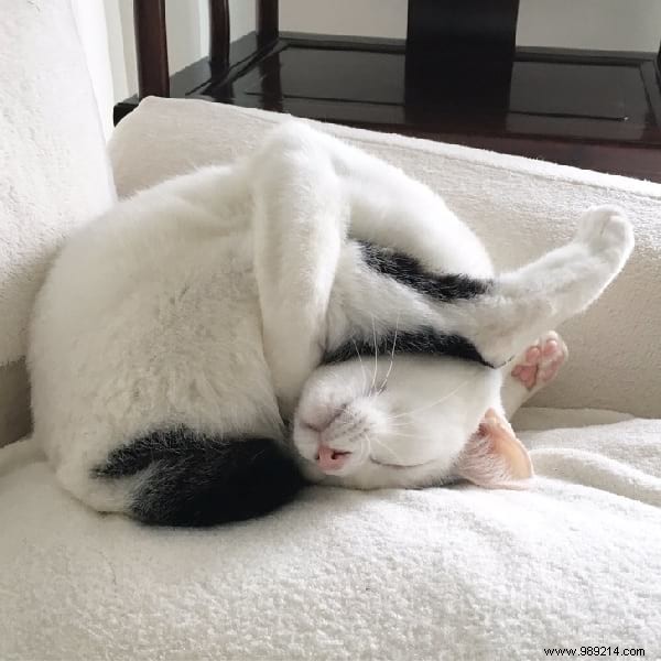 31 Photos Of Sleeping Cats That Will Make You Smile For The Day. 