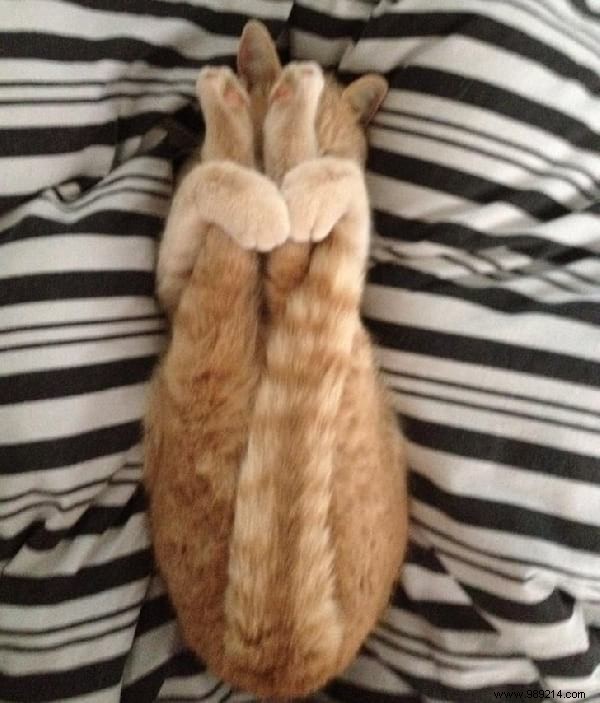 31 Photos Of Sleeping Cats That Will Make You Smile For The Day. 