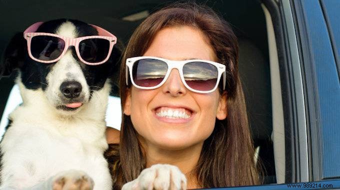 The Best Tips For Traveling SAFELY With Your Dog or Cat. 