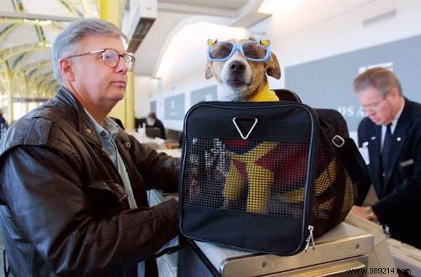 The Best Tips For Traveling SAFELY With Your Dog or Cat. 