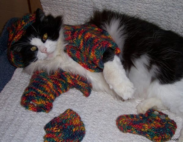 108 Photos of Cats With Their Cute Little Sweaters. 