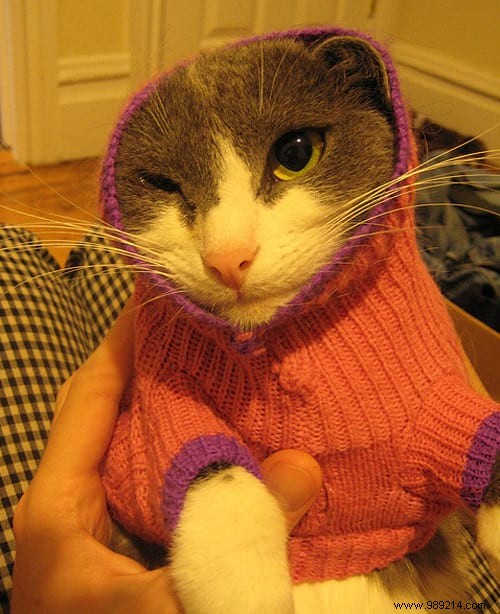 108 Photos of Cats With Their Cute Little Sweaters. 