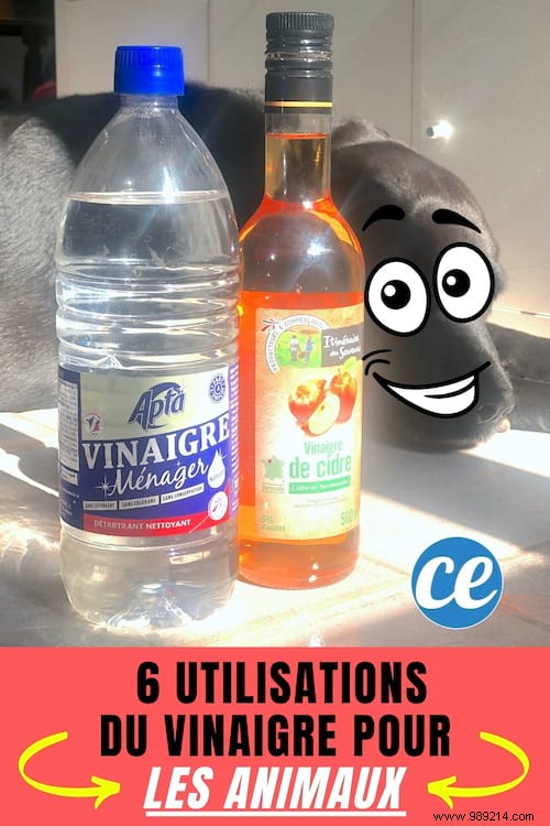 Do you have a Pet? 6 Uses of Vinegar That Will Simplify Life! 