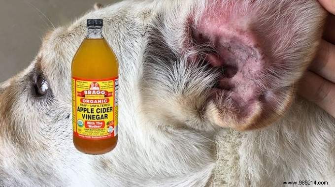 Do you have a Pet? 6 Uses of Vinegar That Will Simplify Life! 