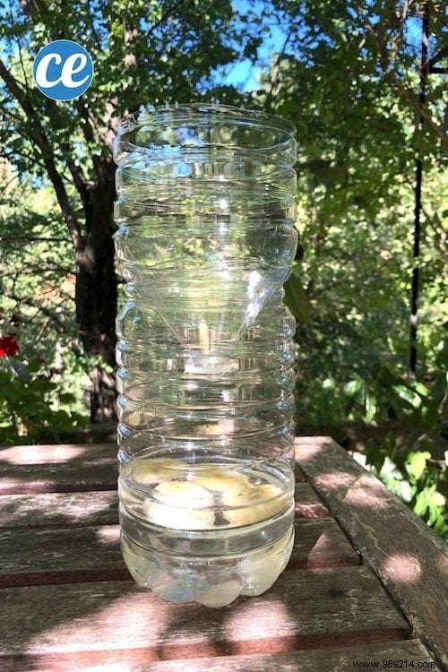 How to Make an Effective Fly Trap With a Plastic Bottle. 