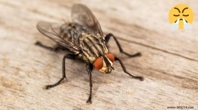 7 Quick &Natural Tips To Rid Your Home Of Flies. 
